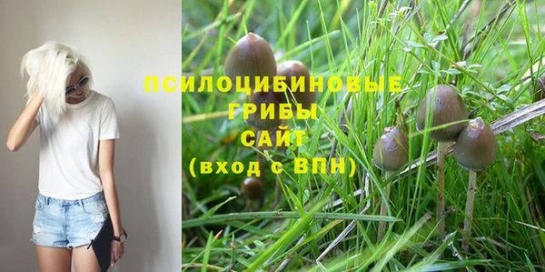 сатива Каменка